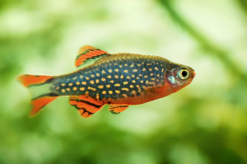 Perlhuhnbärbling (Danio margaritatus)
