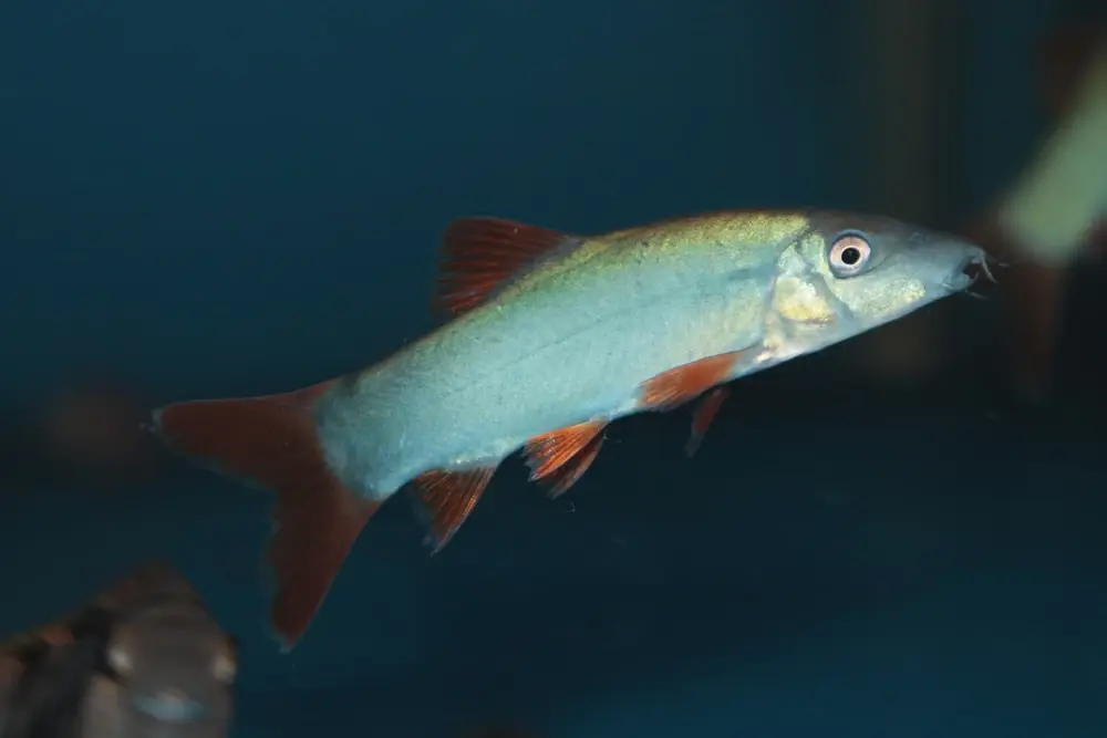 Perlmuttschmerle (Yasuhikotakia modesta)