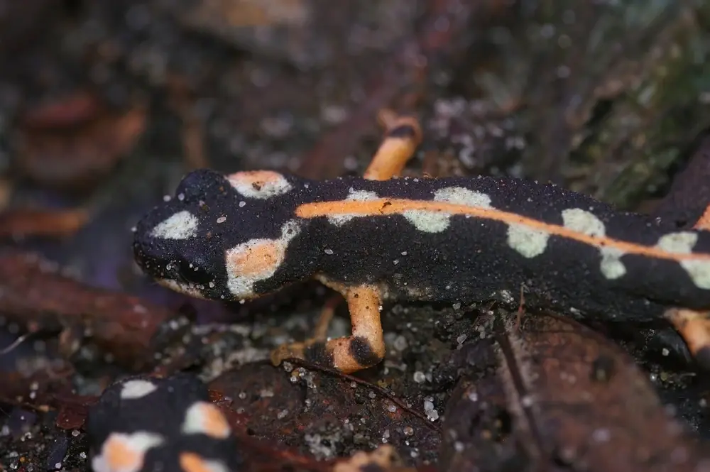 Persischer Krokodilmolch (Neurergus kaiseri)