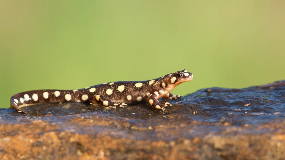 Persischer Salamander (Neurergus crocatus)