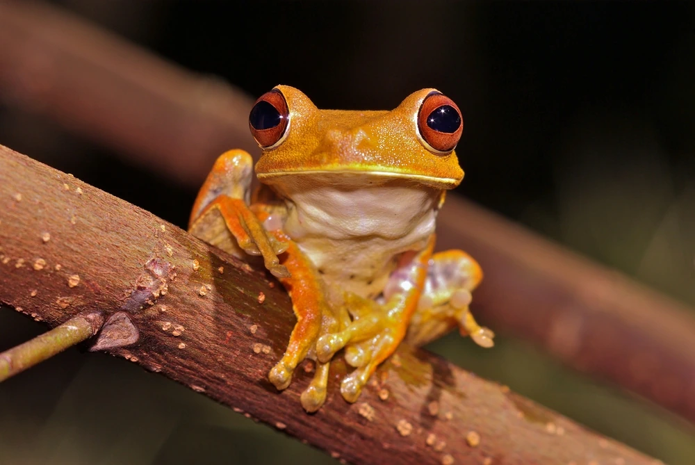 Peru-Laubfrosch (Hypsiboas geographicus)