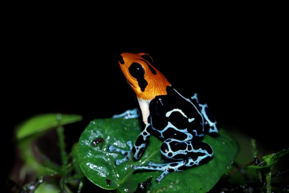 Peru-Pfeilgiftfrosch (Ranitomeya fantastica)