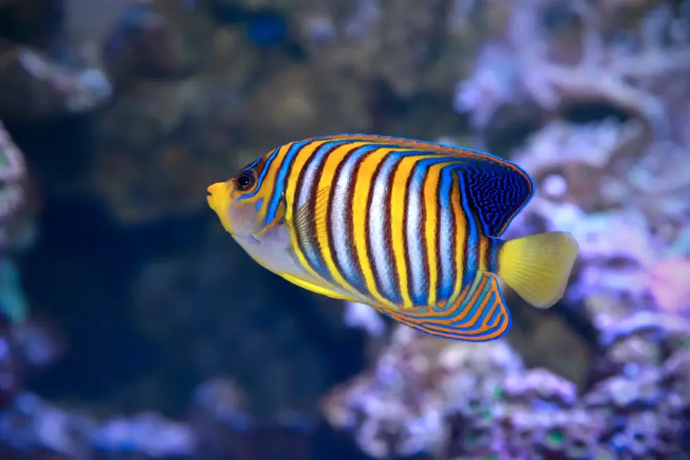 Pfauen-Kaiserfisch (Pygoplites diacanthus)