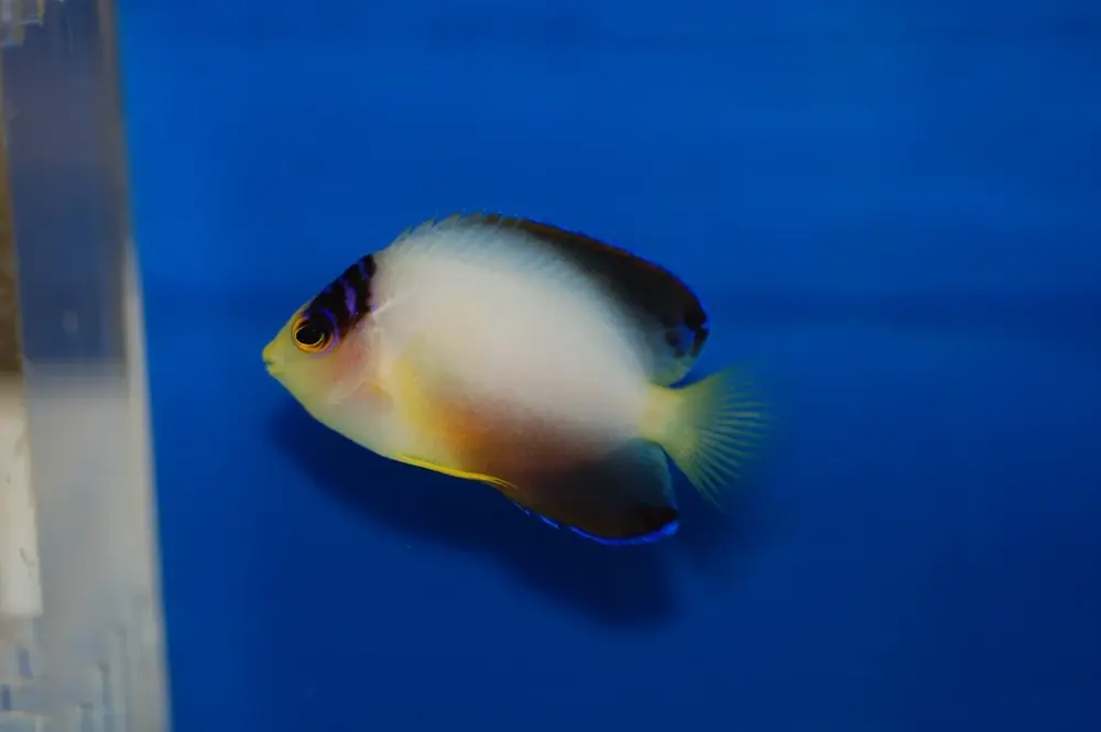 Pfauen-Zwergkaiserfisch (Centropyge multicolor)