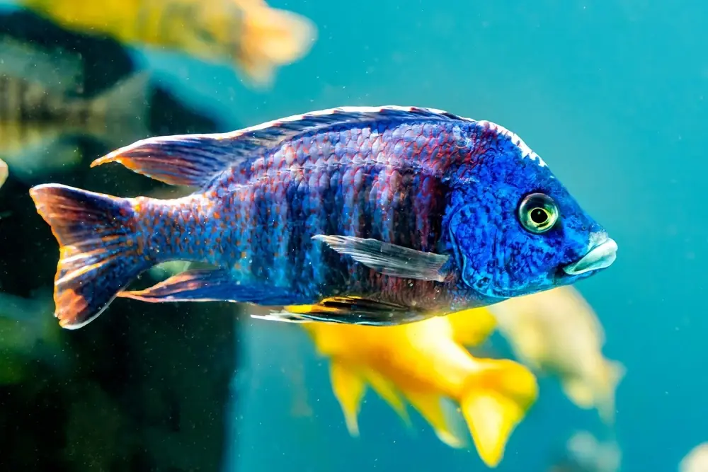 Pfauenaugenbuntbarsch (Aulonocara nyassae)