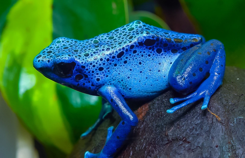 Pfeilgiftfrosch (Dendrobates tinctorius)