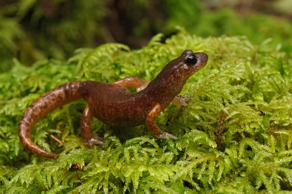 Pfeilschwanz-Salamander (Ensatina eschscholtzii)
