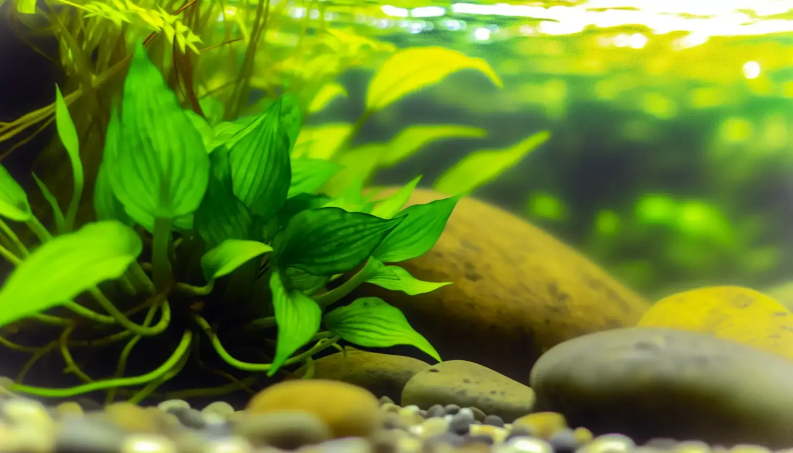 Pflanzen für tropische Aquarien