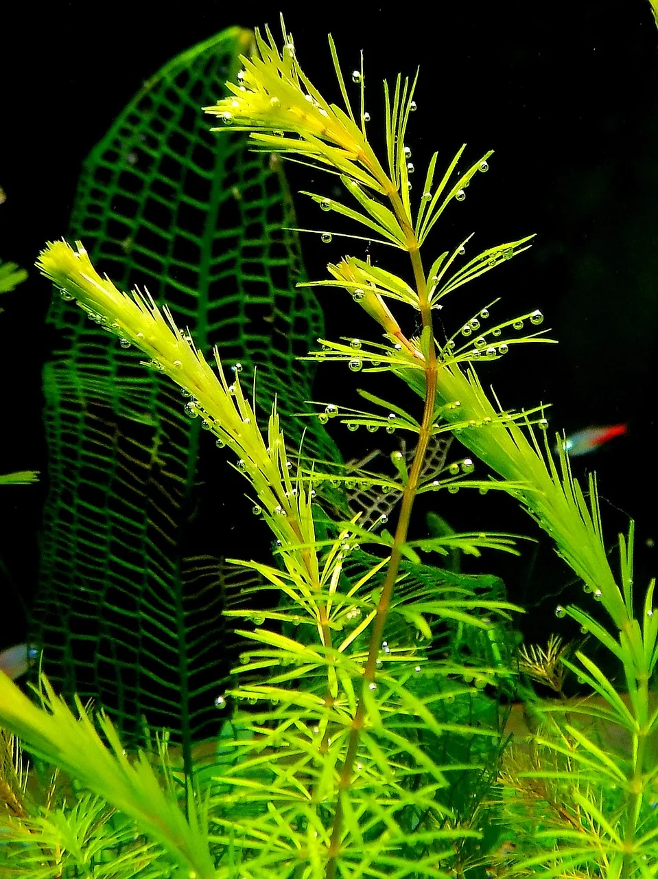 aquarium, nature, plant