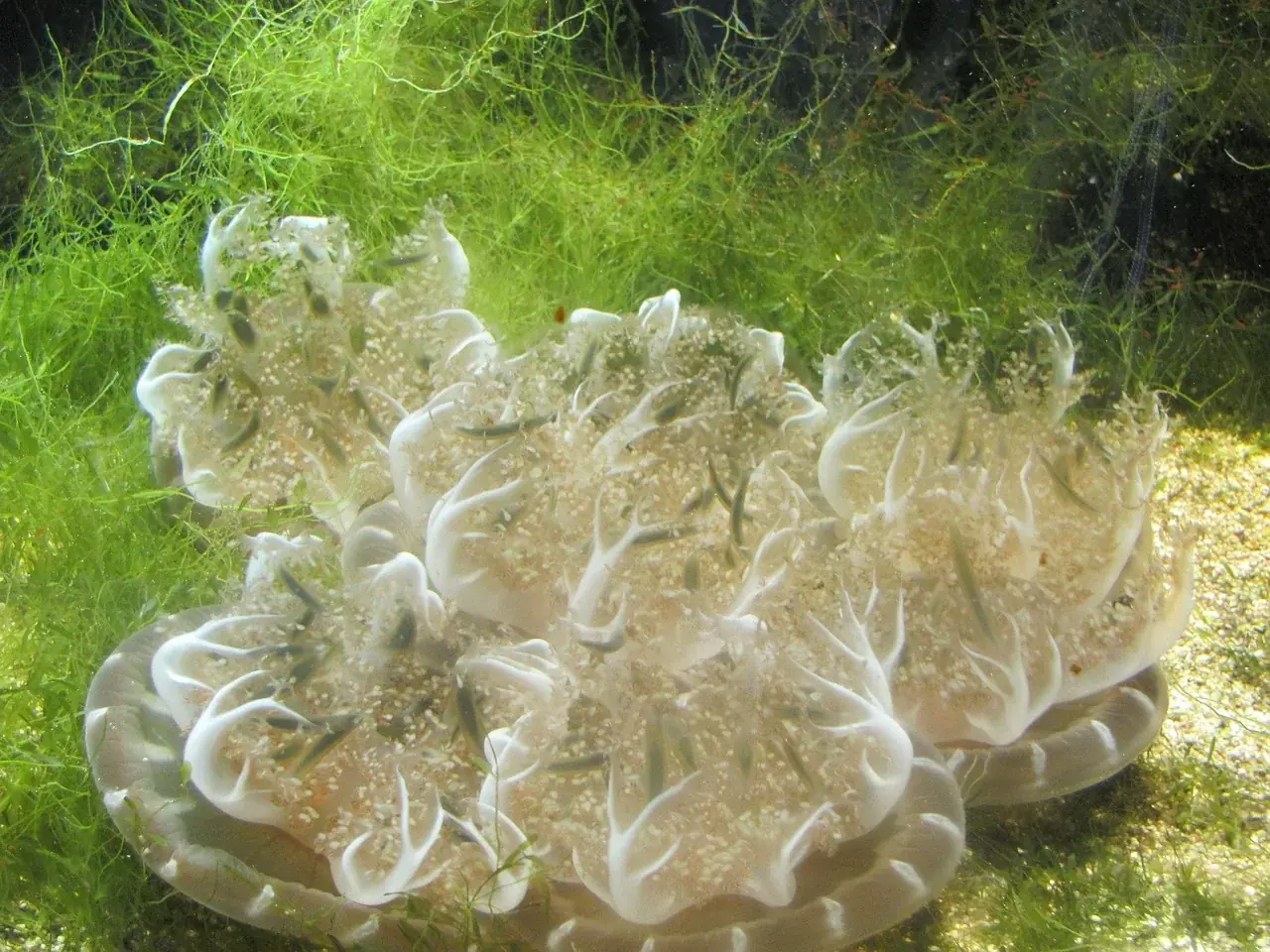 jellyfish, aquarium, underwater world