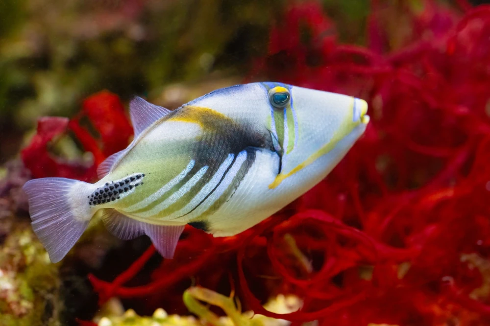 Picasso-Drückerfisch (Rhinecanthus aculeatus)