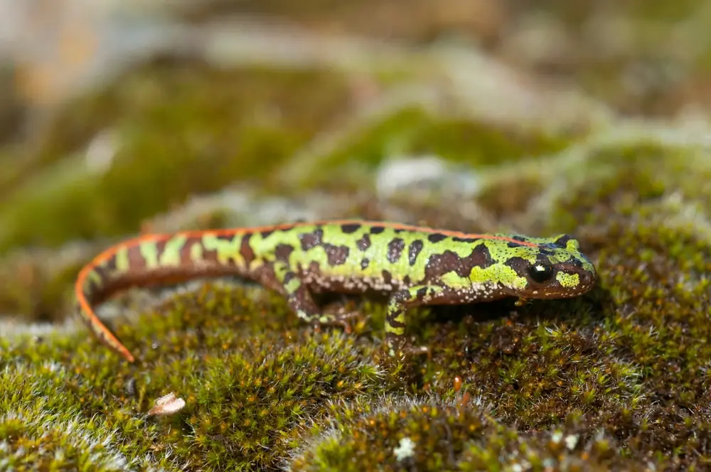 Pigmeenkammmolch (Triturus pygmaeus)