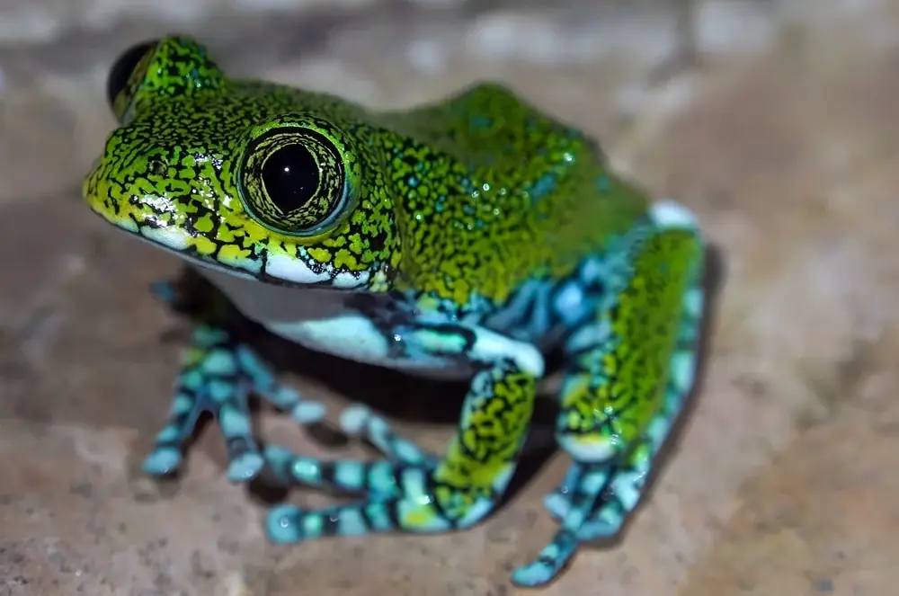 Pilzlaube (Leptopelis vermiculatus)