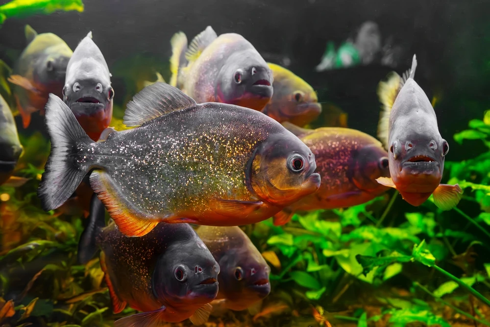 Piranha (Pygocentrus nattereri)
