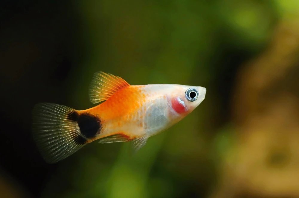 Platy (Xiphophorus maculatus)