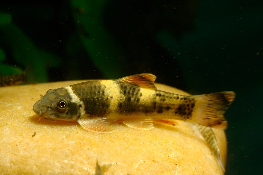 Prachtalgenfresser (Garra flavatra)