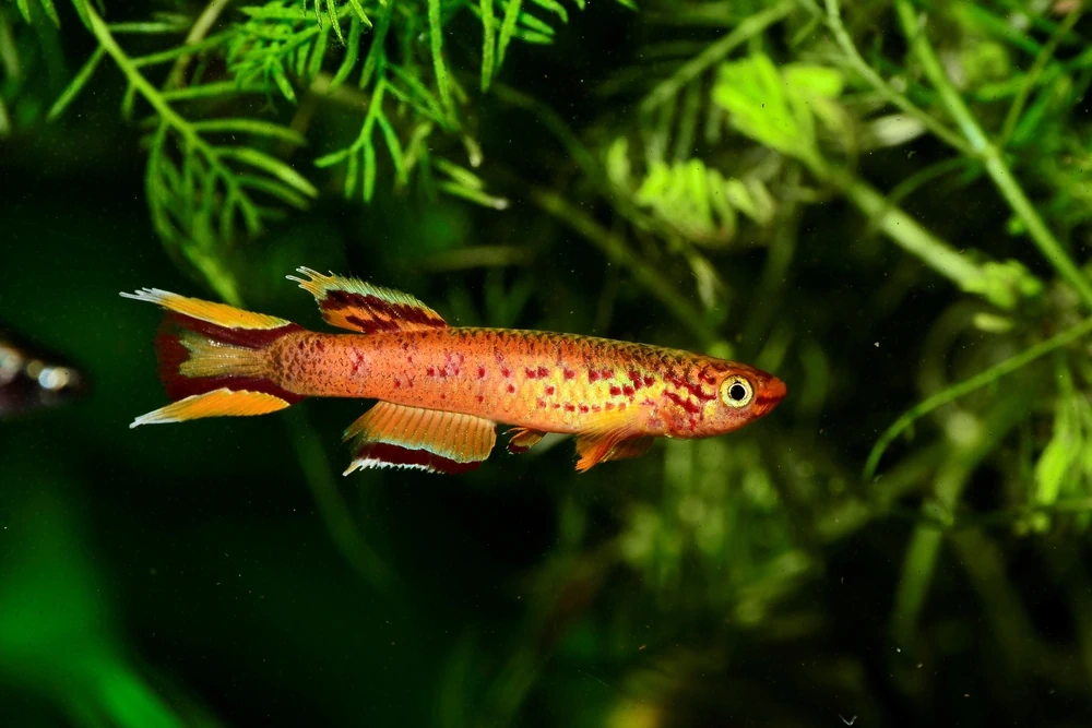 Prachtkärpfling (Aphyosemion australe)