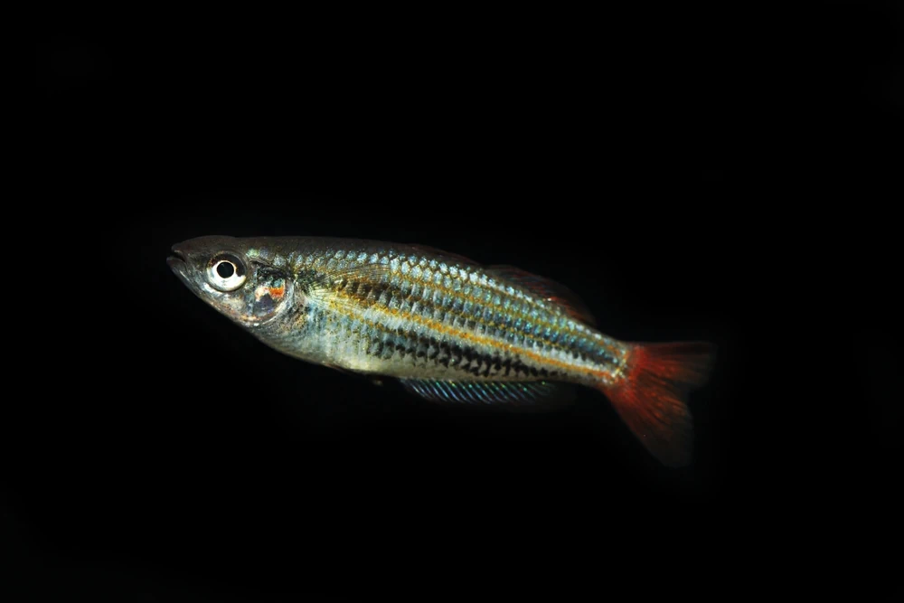Prachtregenbogenfisch (Melanotaenia splendida)