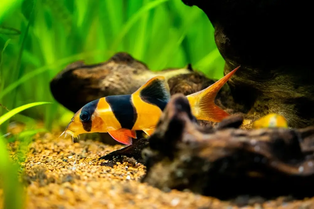 Prachtschmerle (Chromobotia macracanthus)