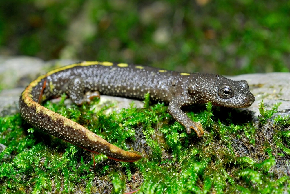 Pyrenäen-Gebirgsmolch (Calotriton asper)