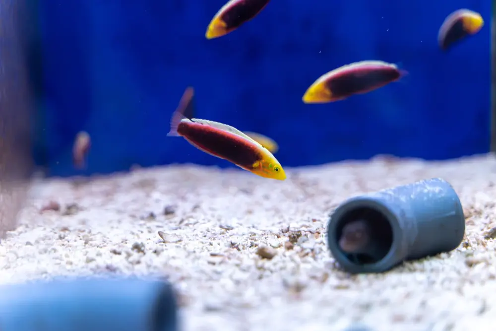 Regenbogen-Lippfisch (Halichoeres iridis)