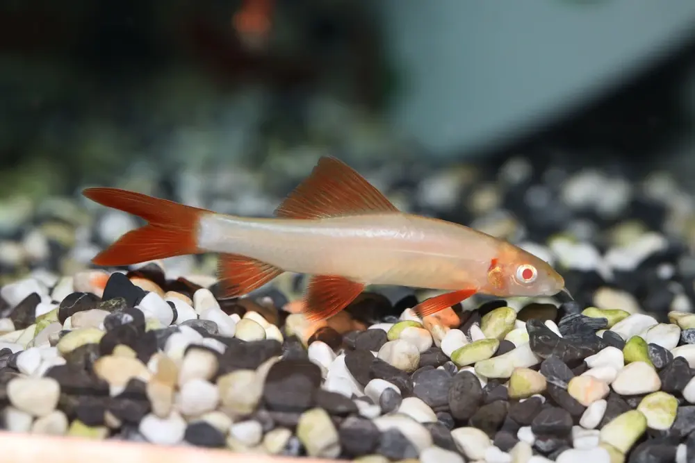 Regenbogenhai (Epalzeorhynchos frenatum)