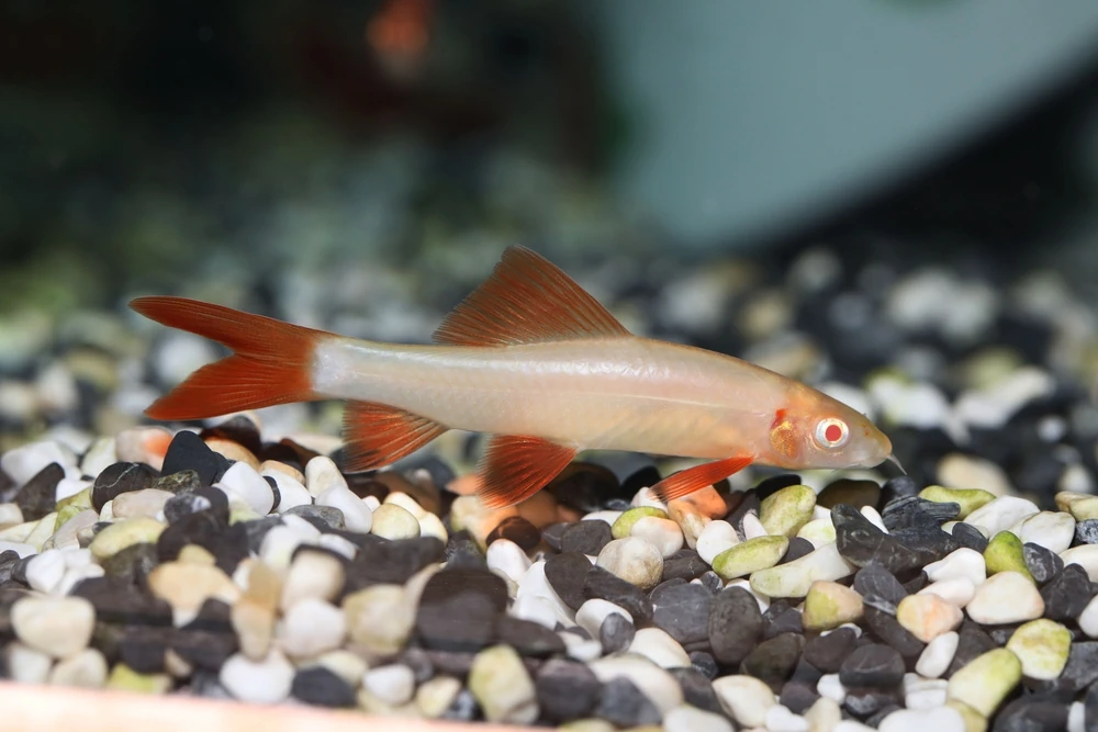 Regenbogenhai (Epalzeorhynchos frenatum)