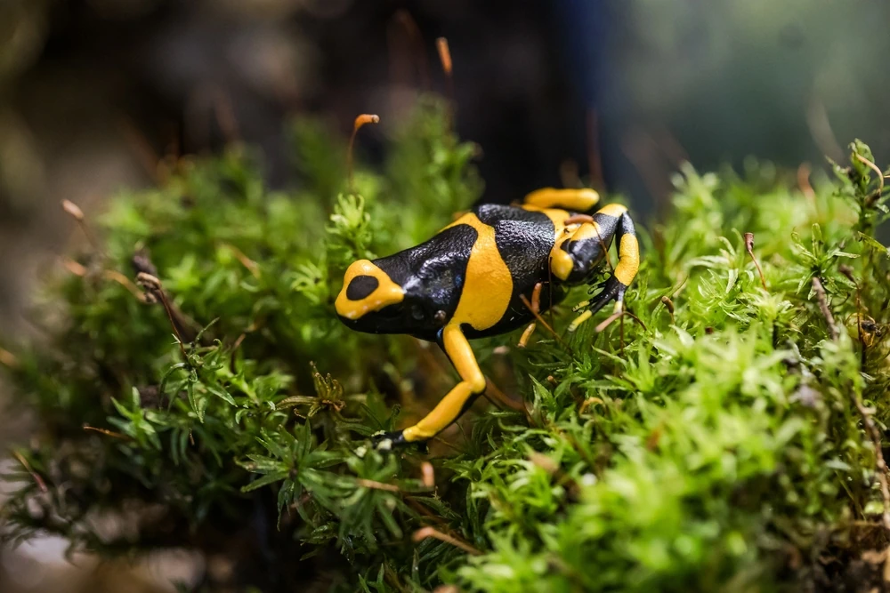 Regenwald-Baumsteiger (Dendrobates leucomelas)