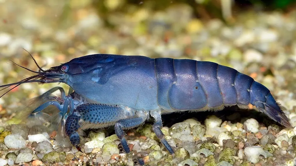 Riesenfächergarnele (Atya gabonensis)