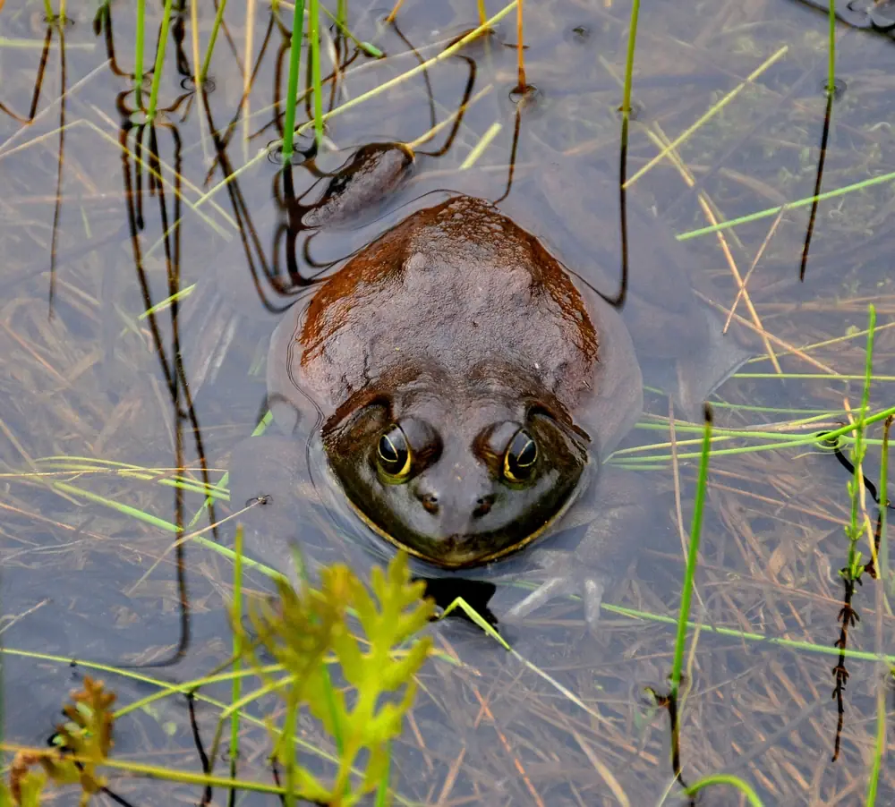 Riesenfrosch (Conraua goliath)