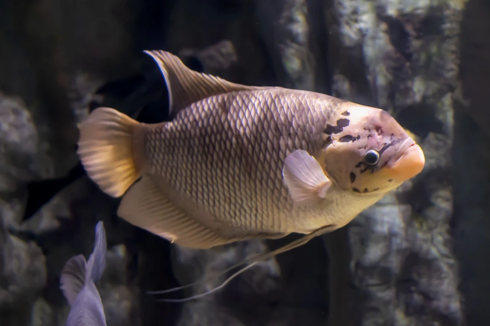 Riesengurami (Osphronemus goramy)