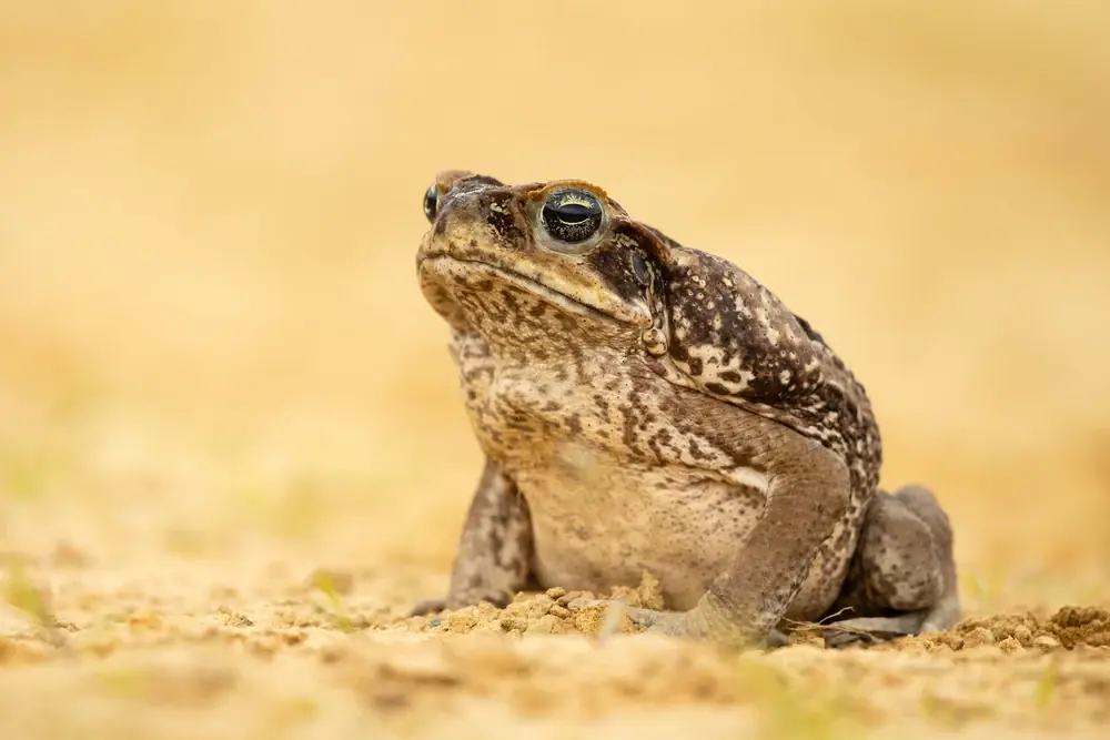 Riesenkröte (Rhinella marina)