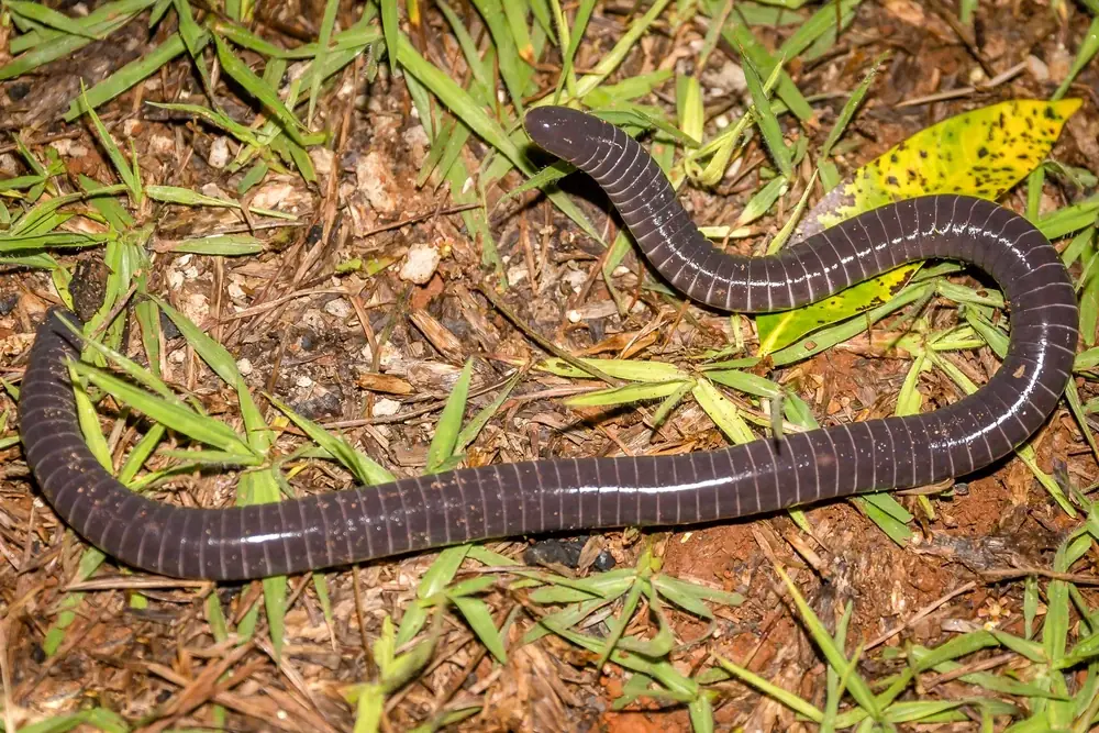 Ringelschleichenlurch (Siphonops annulatus)
