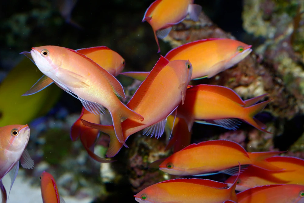 Rotaugen-Fahnenbarsch (Pseudanthias dispar)