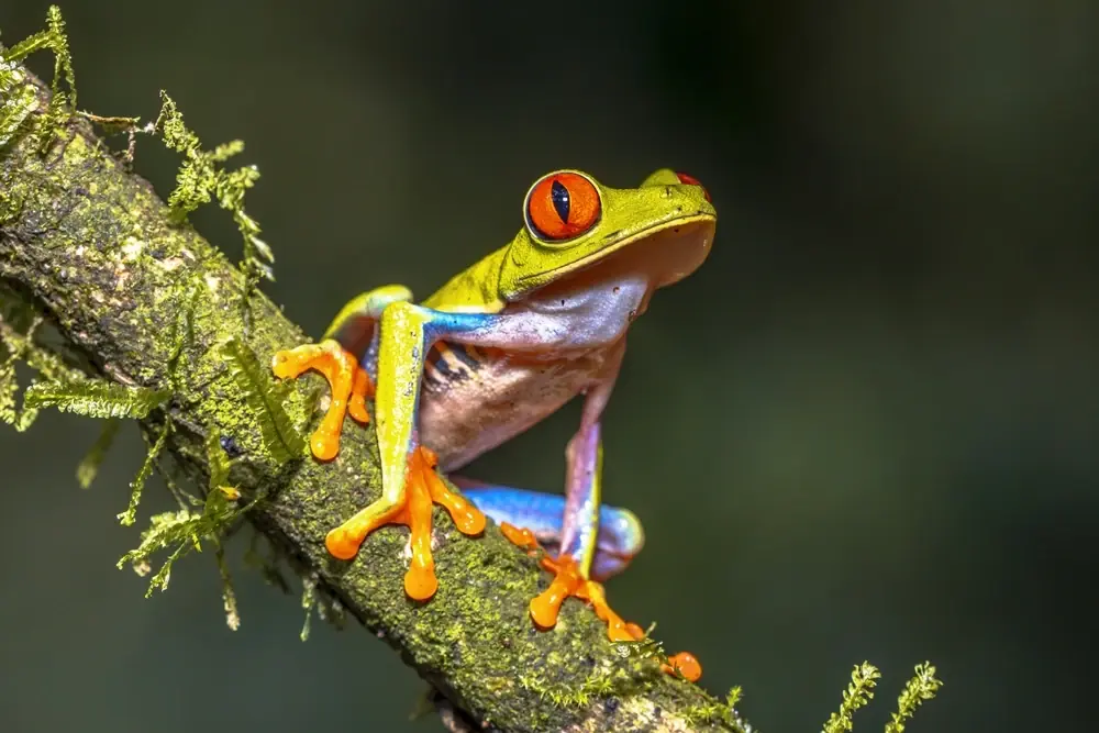 Rotaugenlaubfrosch (Agalychnis callidryas)