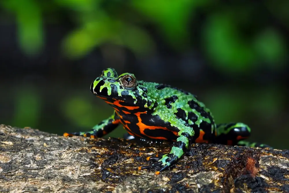 Rotbauchunke (Bombina bombina)