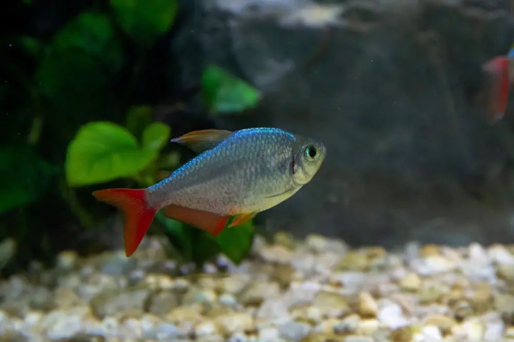 Rotblauer Kolumbianer (Hyphessobrycon columbianus)