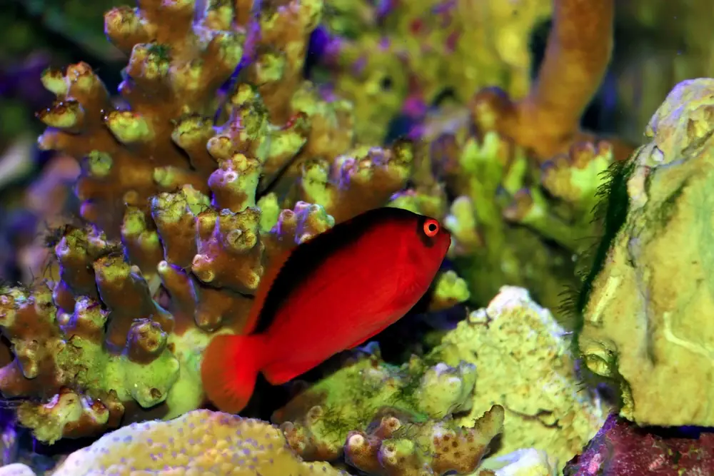 Roter Korallenwächter (Neocirrhites armatus)