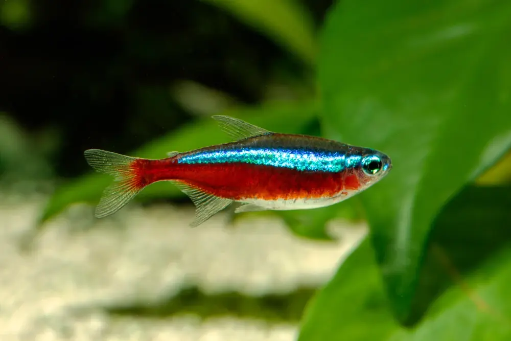 Roter Neon (Paracheirodon axelrodi)