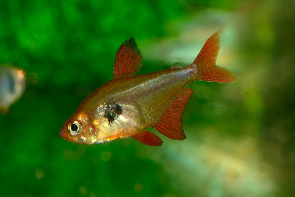 Roter Phantomsalmler (Hyphessobrycon sweglesi)