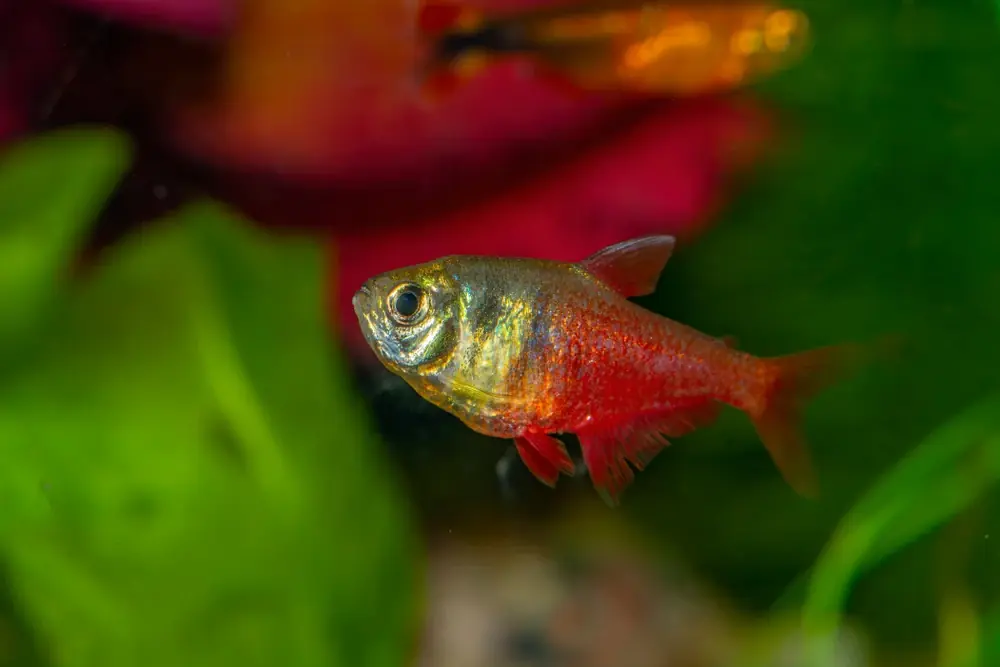 Roter von Rio (Hyphessobrycon flammeus)