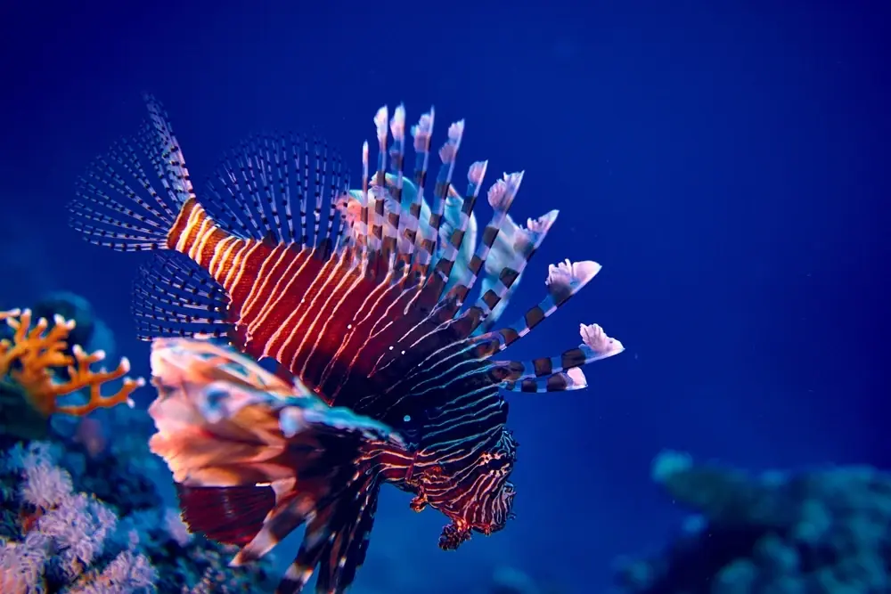 Rotfeuerfisch (Pterois volitans)