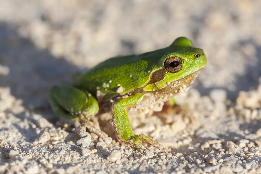 Rotflanken-Laubfrosch (Hyla sarda)