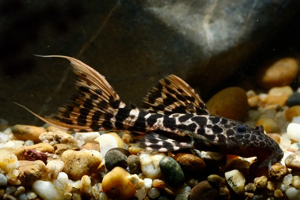 Pseudacanthicus sp