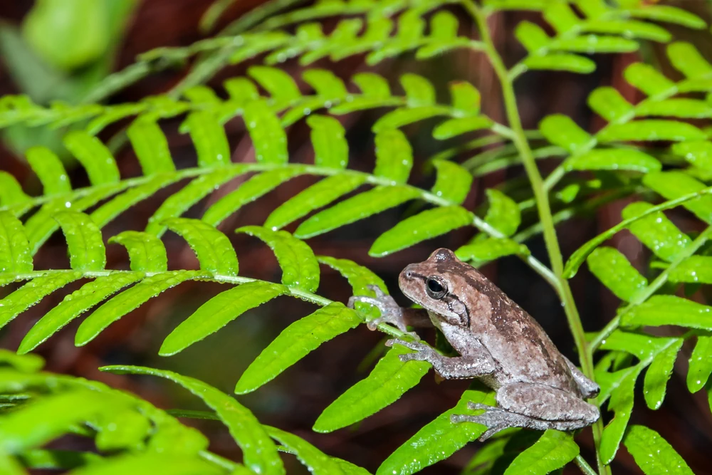 Rotkehllaubfrosch (Hyla femoralis)