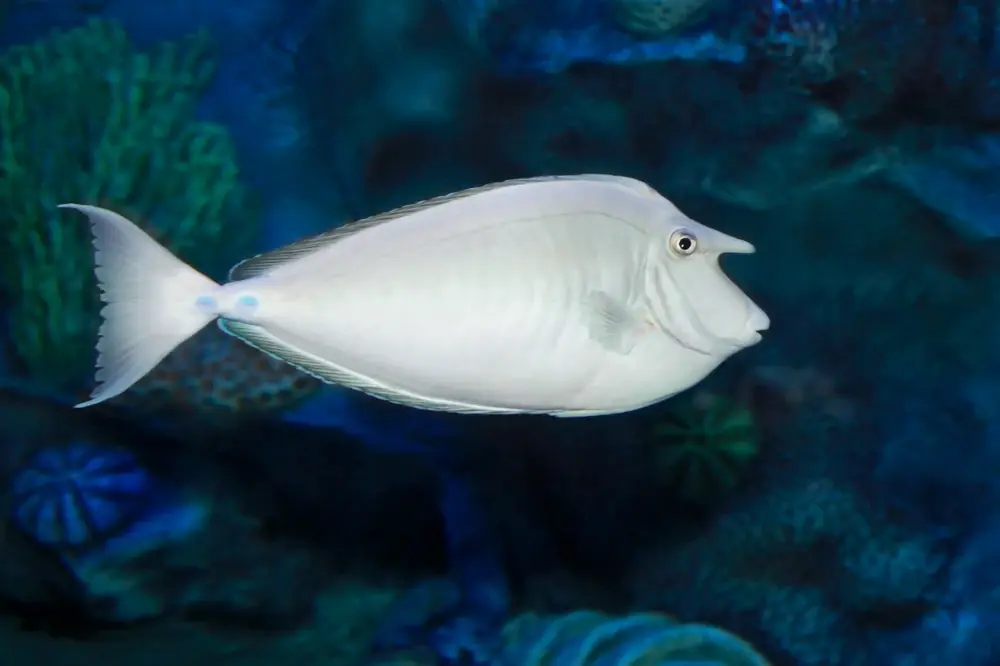 Rotmeer-Einhorn-Doktorfisch (Naso unicornis)