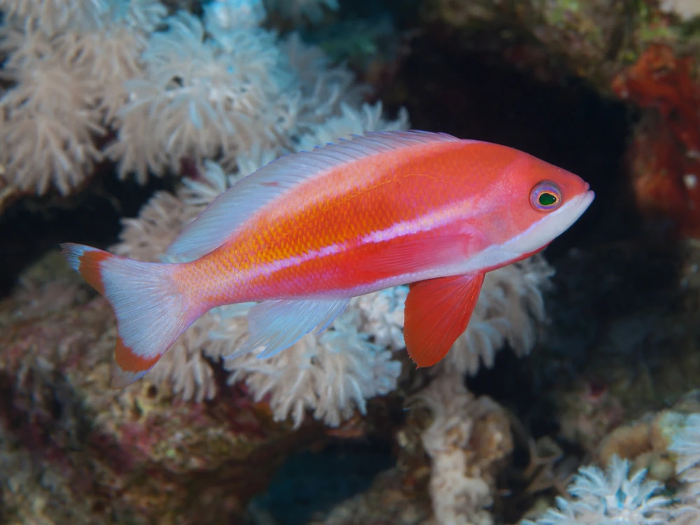 Rotmeer-Fahnenbarsch (Pseudanthias taeniatus)