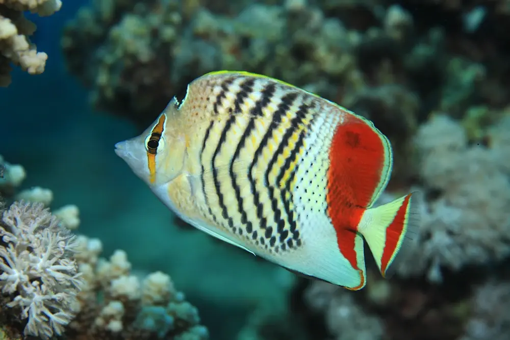 Rotmeer-Falterfisch (Chaetodon paucifasciatus)