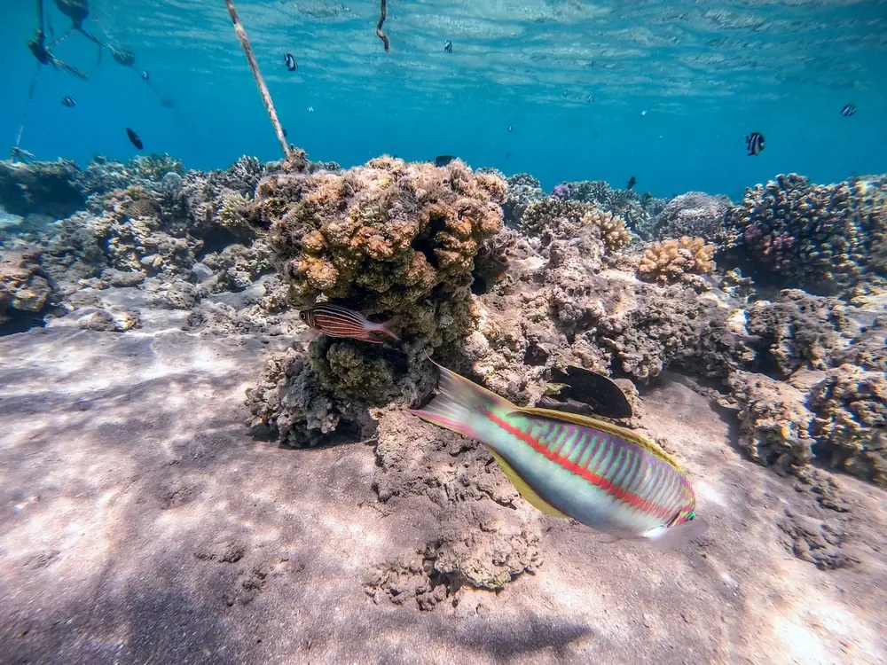 Rotmeer-Lippfisch (Thalassoma rueppellii)