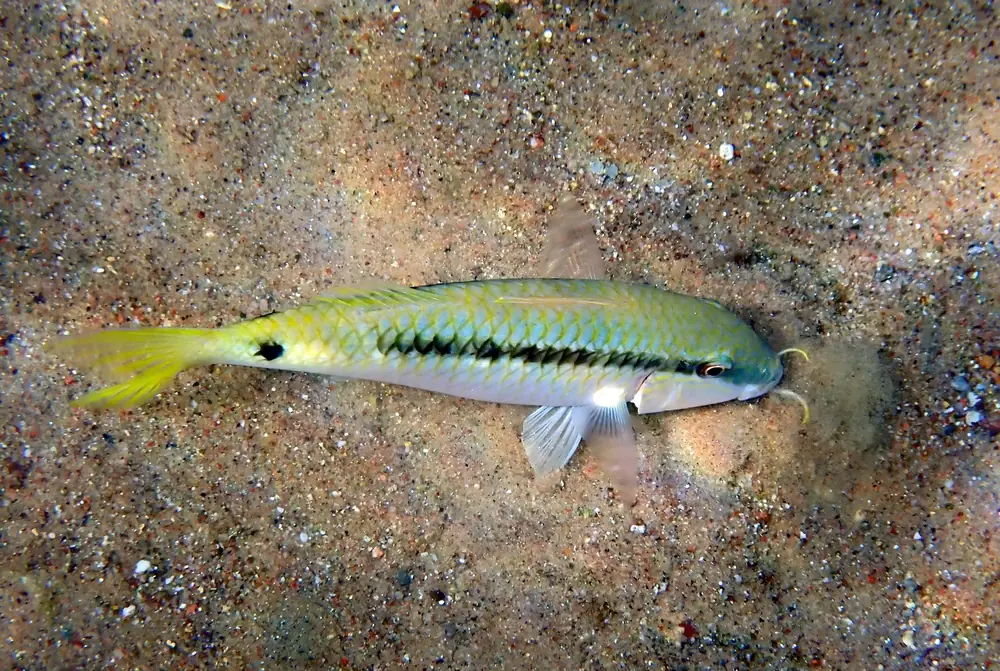 Rotmeer-Meerbarbe (Parupeneus forsskali)